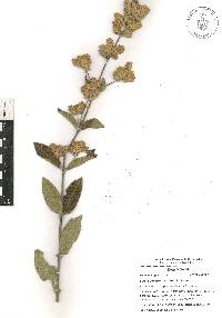 Lippia oaxacana image