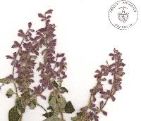 Salvia lasiantha image