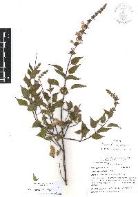 Salvia polystachia image