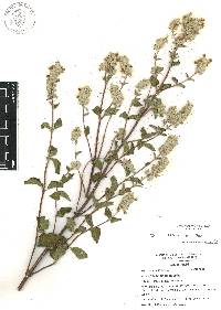 Salvia breviflora image