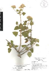 Ageratina tomentella image