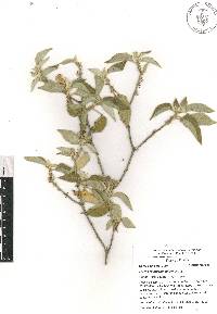 Croton ciliatoglandulifer image