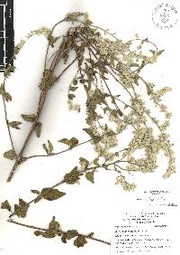 Salvia breviflora image