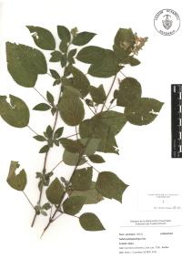 Salvia polystachia image