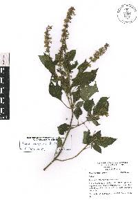 Salvia xalapensis image