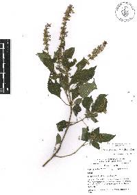 Salvia longispicata image