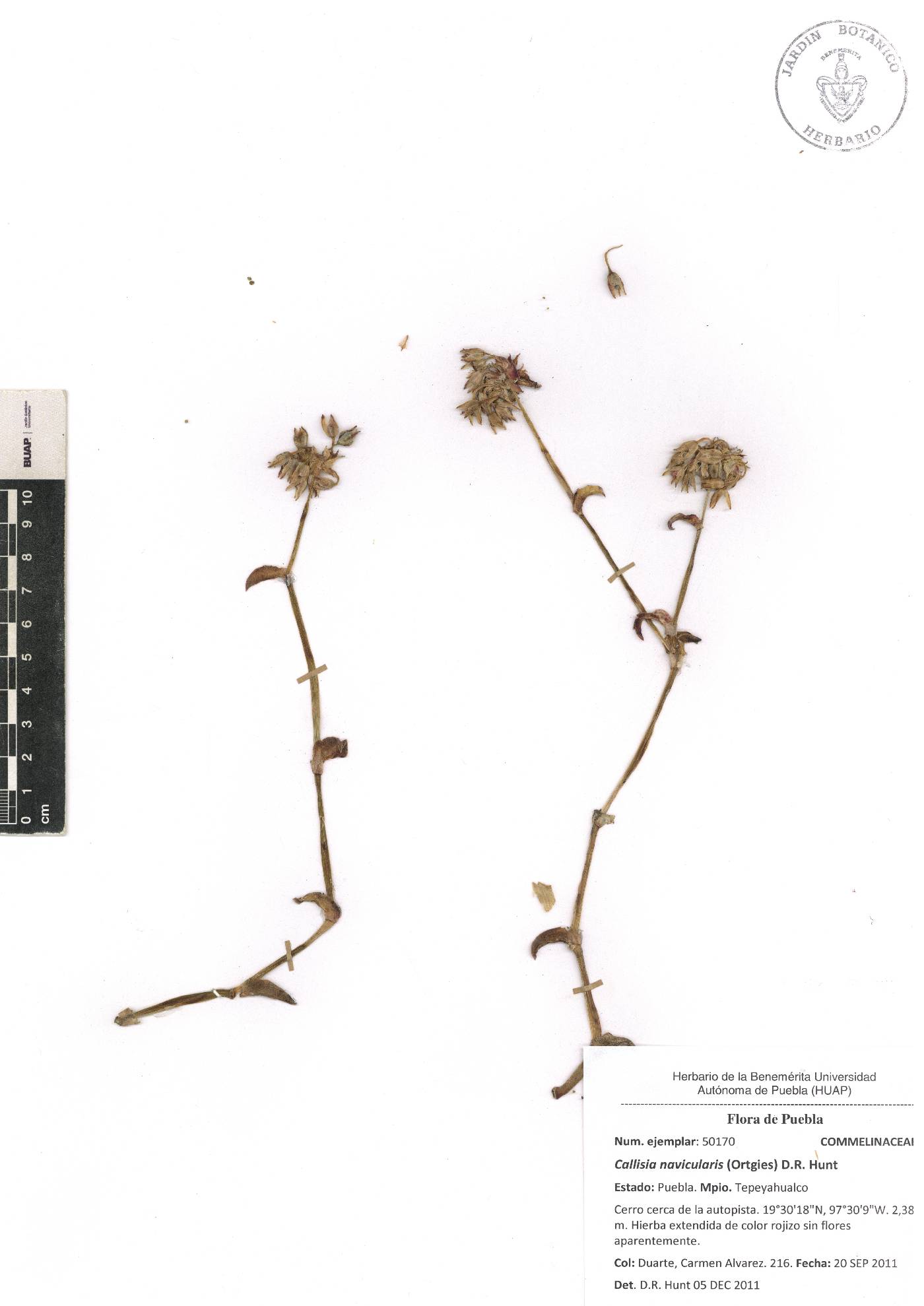 Callisia navicularis image