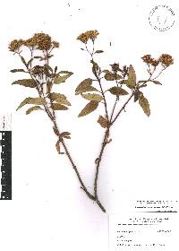 Stevia lucida image