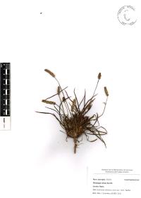 Plantago nivea image