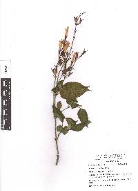 Salvia karwinskii image