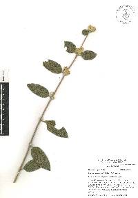 Lippia oaxacana image