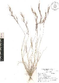 Aristida adscensionis image