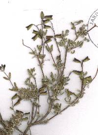 Salvia thymoides image