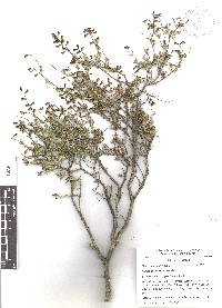 Salvia thymoides image
