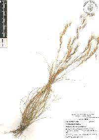 Aristida adscensionis image