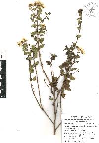 Ageratina espinosarum image