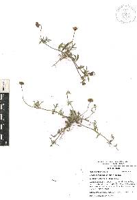 Tridax coronopifolia image