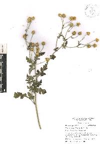 Tanacetum parthenium image