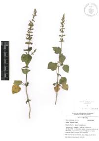 Salvia tiliifolia image