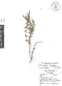 Galium fuscum image