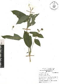 Tinantia erecta image