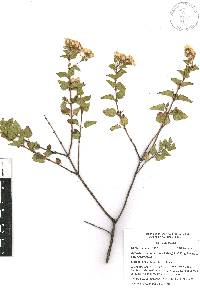 Ageratina espinosarum image