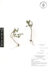 Salvia tiliifolia image