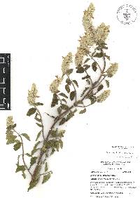 Salvia breviflora image