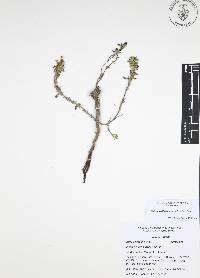 Salvia axillaris image