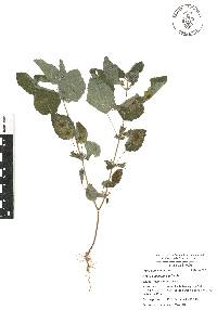 Mesosphaerum suaveolens image