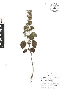 Mesosphaerum suaveolens image