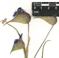 Commelina dianthifolia image