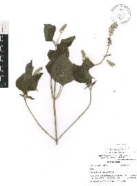 Salvia leptostachys image