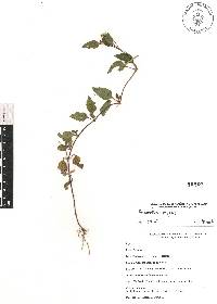 Acmella repens image