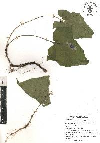 Dorstenia contrajerva image