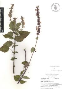 Salvia polystachia image