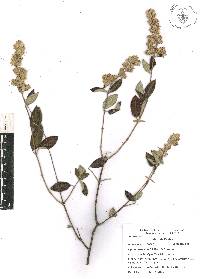 Lippia oaxacana image