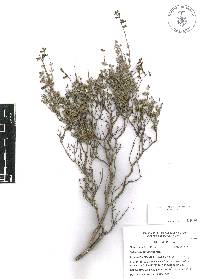Salvia thymoides image