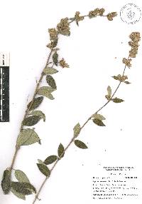 Lippia oaxacana image