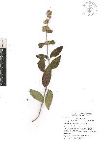 Lippia oaxacana image