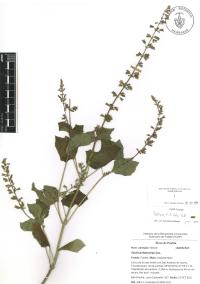 Salvia tiliifolia image