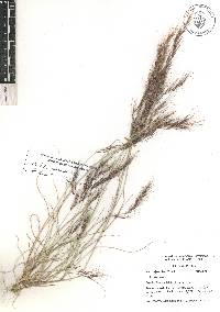 Aristida adscensionis image