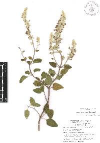 Salvia breviflora image