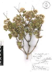 Ageratina tomentella image