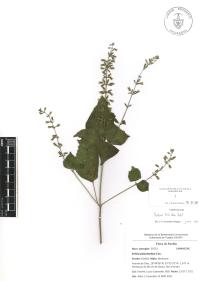 Salvia tiliifolia image