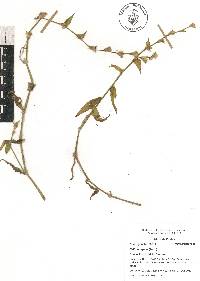 Callisia repens image