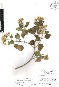 Ageratina tomentella image