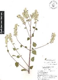 Salvia breviflora image