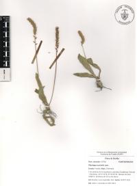 Plantago australis image