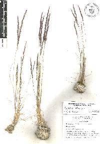 Agrostis tolucensis image